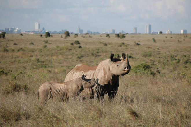 nairobi national park